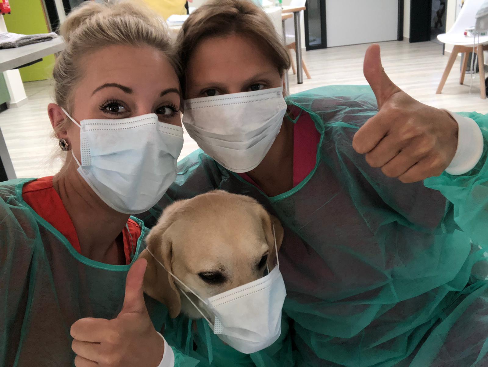 Therapiehund eddy